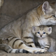 Illustration for article titled Monday Kitten Cuteness - Triple Dose!